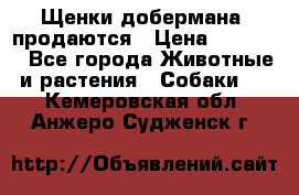 Щенки добермана  продаются › Цена ­ 45 000 - Все города Животные и растения » Собаки   . Кемеровская обл.,Анжеро-Судженск г.